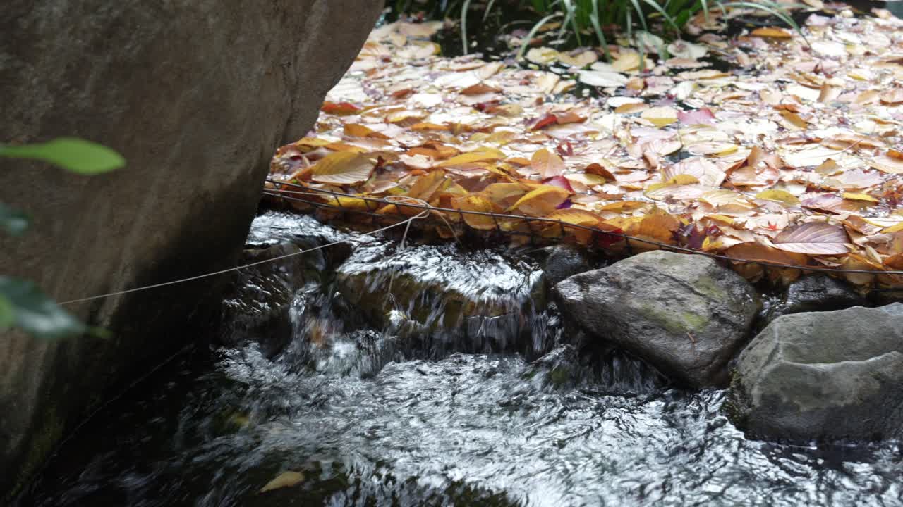 Autumn Leaves on a Stream in a Japanese Garden