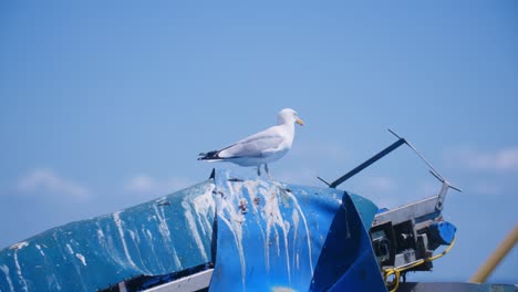 a seagull sitting on a blue tarpaulin while another seagull is flying in the background in slowmotion