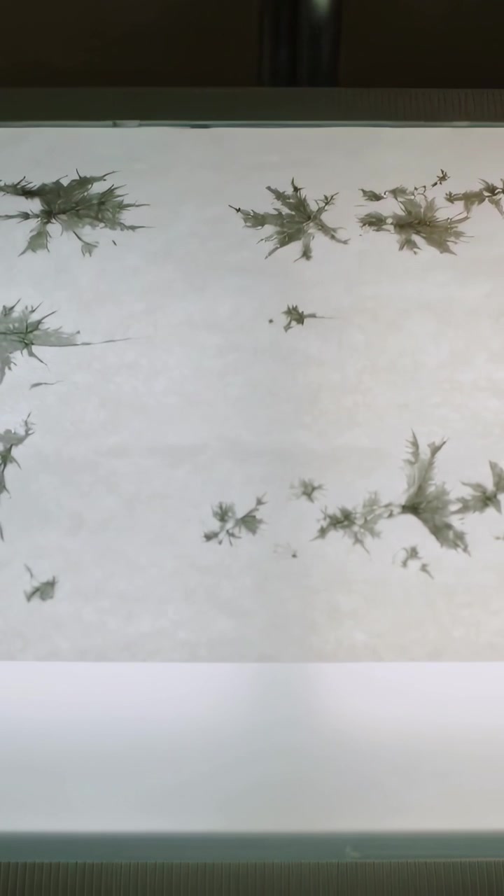 Vertical video: Panning camera to recenter sheet on lightbox showing green spiky prints and trim