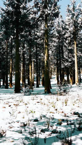 snow-covered forest with tall pine trees