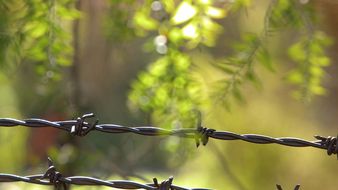 Close-up of a barbed wire fence against sunlit eucalyptus leaves in rural New South Wales.