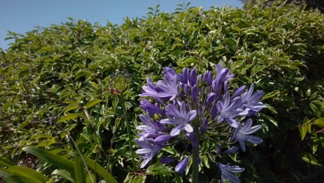 purple flower in neighborhood | kent