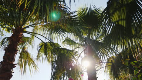 Sonnenstrahlen-Scheinen-Wunderschön-Durch-Die-Zweige-Mehrerer-Palmen-Gegen-Den-Blauen-Himmel-4k-Video
