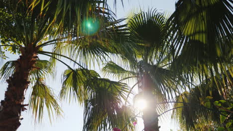 sun rays beautifully shine through the branches of several palms against the blue sky 4k video