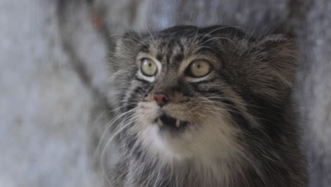 manul, a small wild cat