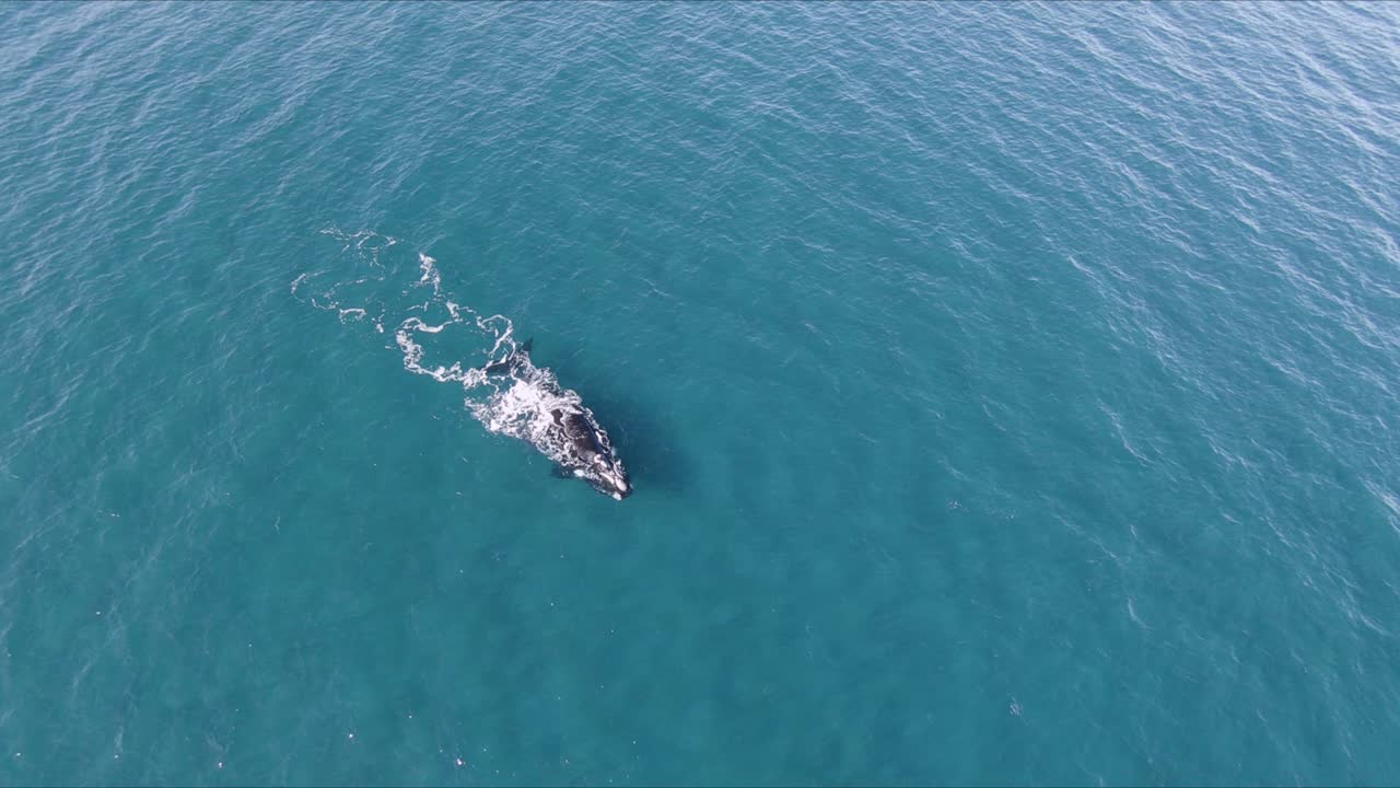 바다에서 수영하는 고래의 넓은 공중 샷 - slowmotion