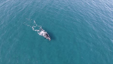 amplia toma aérea de ballenas nadando en el océano - cámara lenta