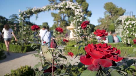 visitors in la rosaleda in retiro park with red roses in the foreground. beautiful garden scene with visitors.