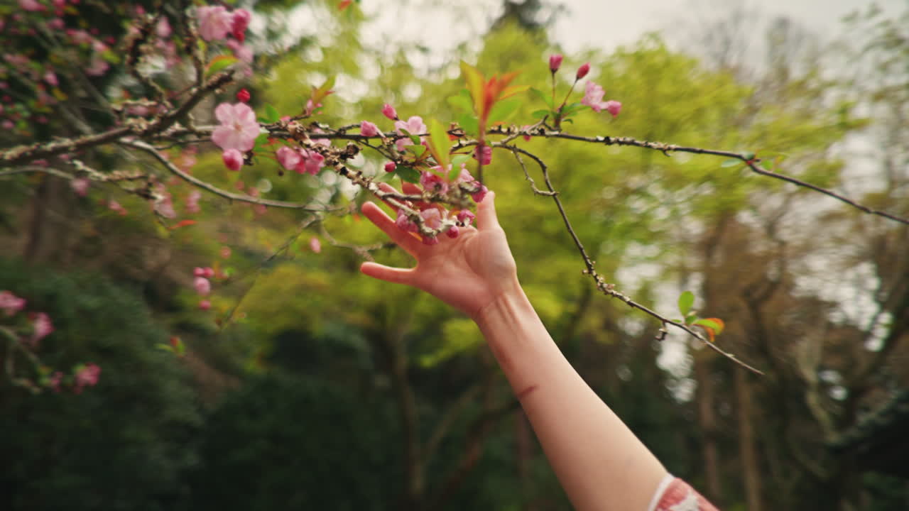 Mano che afferra fiori rosa sul ramo di un albero