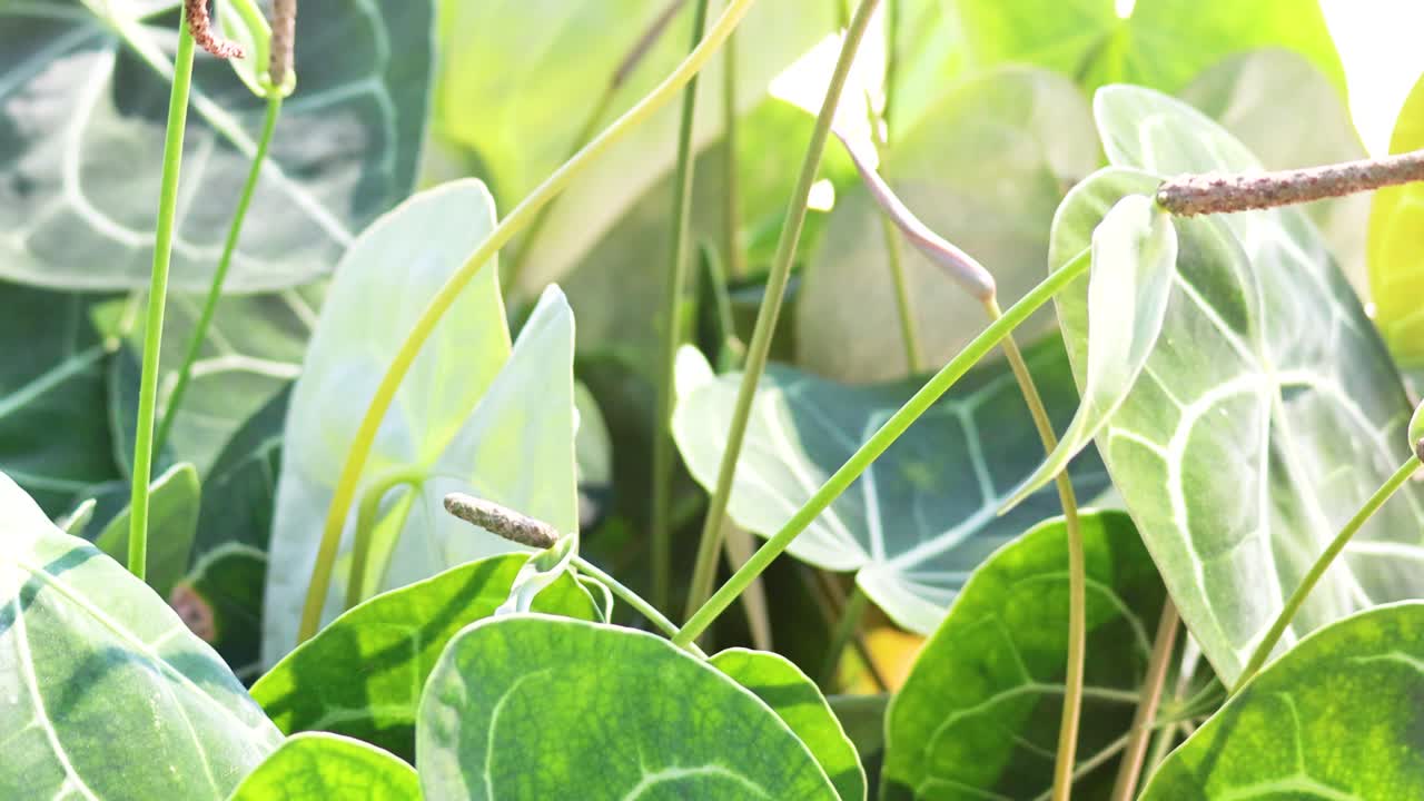 Vibrant green leaves and stems in bright sunlight, creating a serene and natural atmosphere