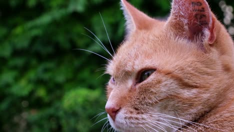 naranja - gato rojo tirado en la hierba en un día soleado divirtiéndose y luciendo cansado