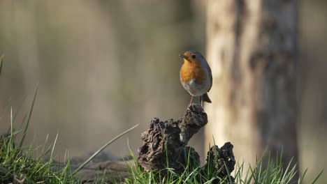 Robbin-De-Pecho-Rojo-Encaramado-En-Una-Rama-En-El-Suelo-Del-Bosque-Mirando-A-La-Cámara,-Vuela,-Cierra,-Cámara-Lenta-Cinematográfica