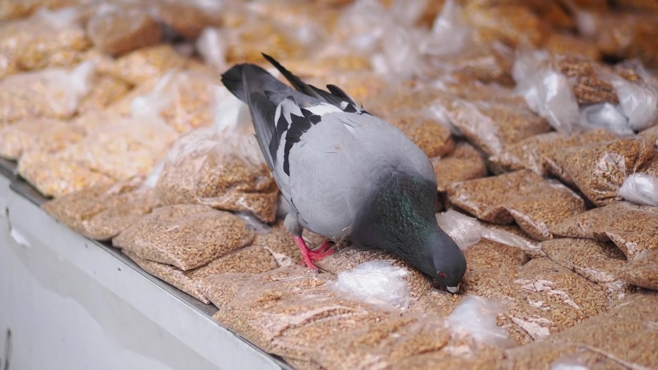Piccione che mangia grano da sacchetti di plastica a una bancarella del mercato