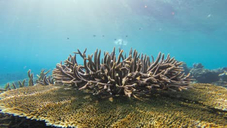 Ein-Schnorchler-Schwimmt-über-Einer-Atemberaubenden-Acropora-Korallenformation