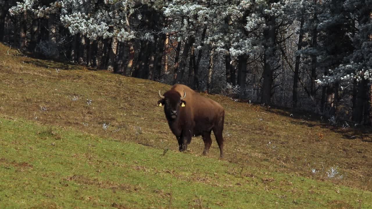 European Bison in a Winter Woodland