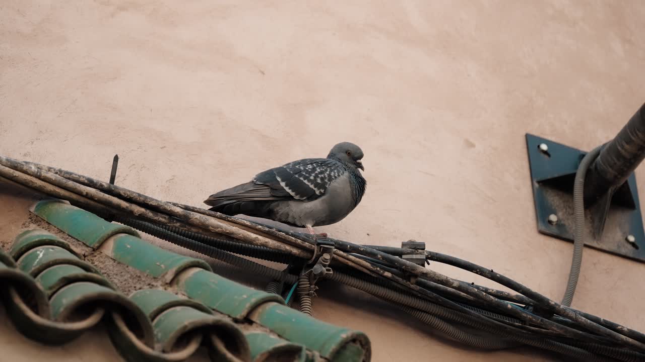 Urban pigeon perched on rooftop cables near tiled roof inside Marrakech Medina