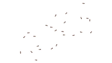 wild ant walking on path loop background group of ant walking animal spreading infection prevention