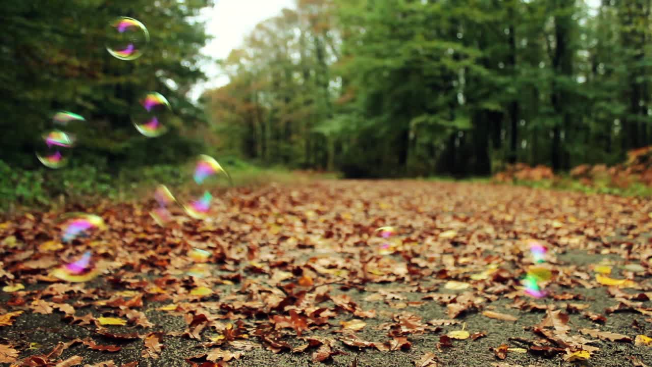 공원 숲에서  ⁇ 고