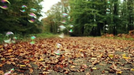 walking in park forest