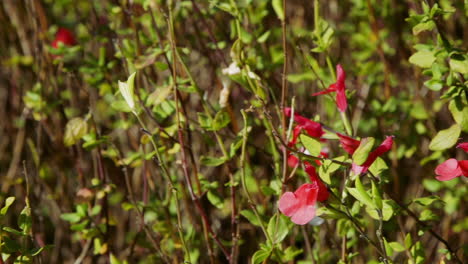 Cerca,-Toma-Panorámica-De-Flores-Perennes-Rojas-Y-Blancas-Y-Follaje-Verde-En-Una-Tarde-Brillante