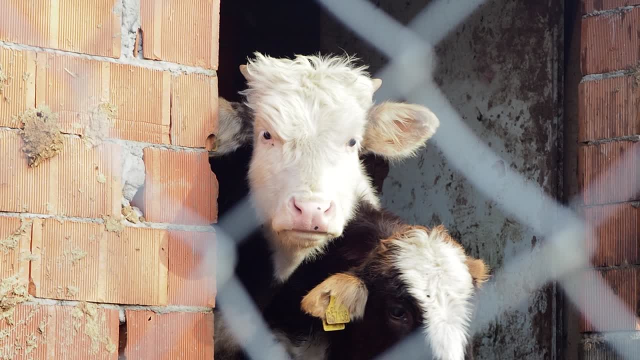 Mucca e due vitelli che si affacciano dal cancello della fattoria