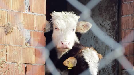 Vaca-Madre-Y-Dos-Terneros-Jóvenes-Mirando-Desde-La-Puerta-De-La-Granja