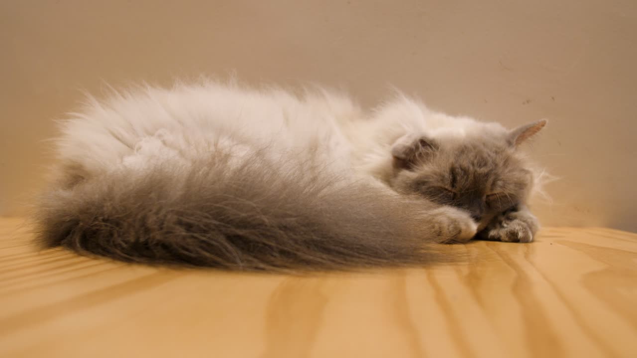 Fluffy Ragdoll Cat Sleeping Peacefully on a Wooden Table