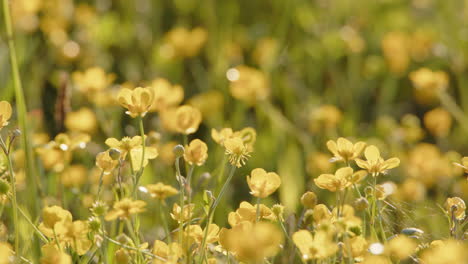 relaxing summer meadow scene as insects fly between yellow wildflowers