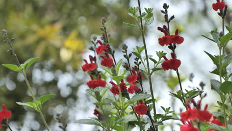 Flores-Rojas-Que-Florecen-En-Un-Jardín-Público-Montpellier-Primavera