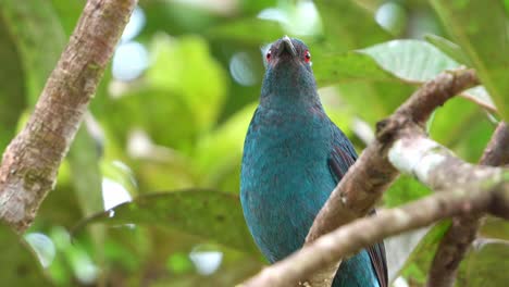 Wild-female-Asian-fairy-bluebird-perched-on-tree-branch-amidst-in-the-forest-canopy,-curiously-wondering-around-the-surroundings,-close-up-shot