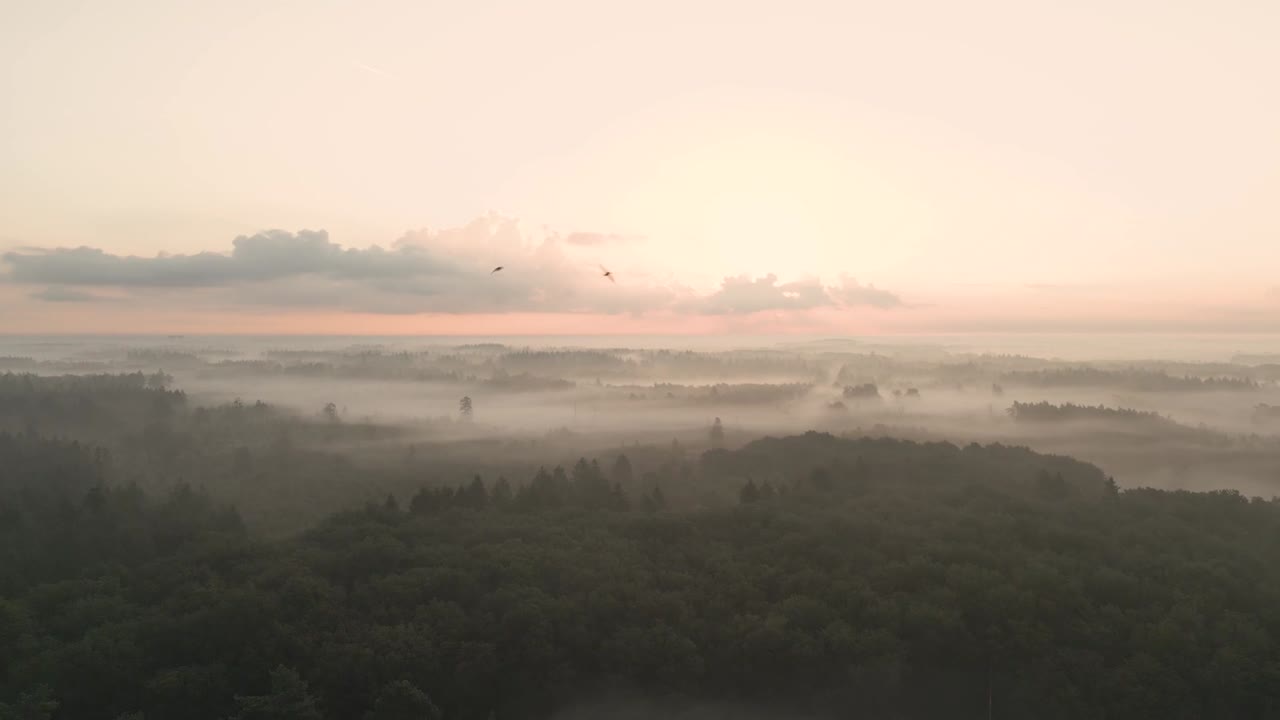 숲 위의 안개가 가득한 해가 뜨는 것