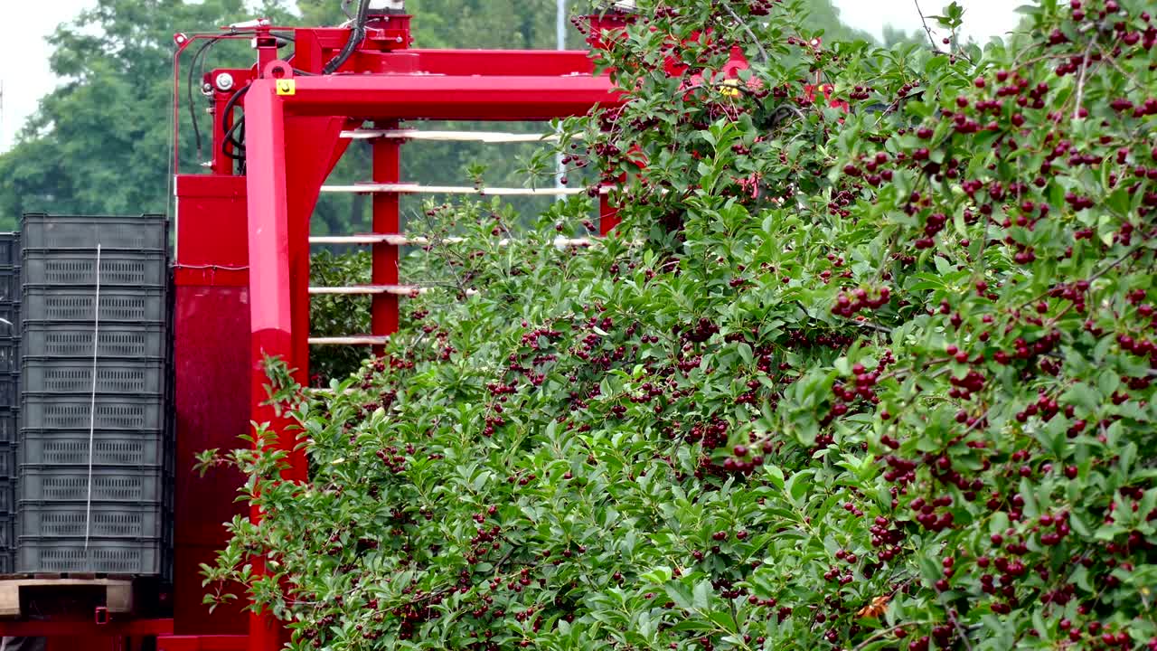 Agricultural machinery specializing in harvesting cherries