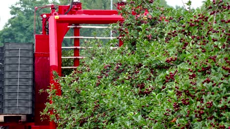 agricultural machinery specializing in harvesting cherries