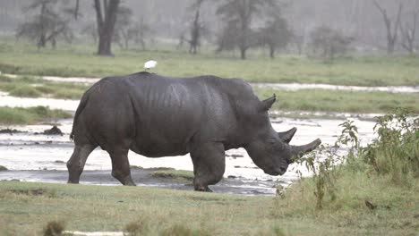 white rhino walking towards mudflat in aberdare, kenya with bird perched on its back