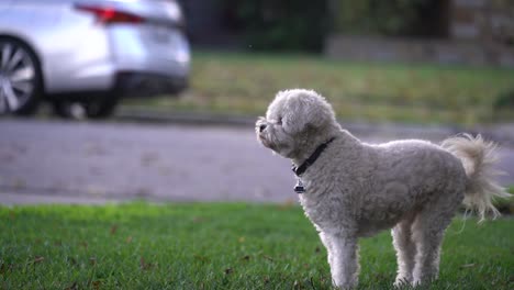 Kleiner-Weißer-Hund,-Der-Sich-Umschaut