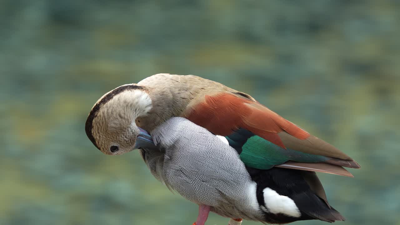 macho anillado teal, callonetta leucophrys de pie junto al agua, aseo, limpieza, eliminación de suciedad, escombros y parásitos, aceite de glándula para impermeabilizar las plumas