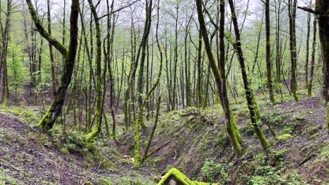 Wunderbare-Regenszene-Im-Wald,-Breite-Blätter,-Alte-Natur,-Abenteuer-In-Der-Wildnis,-Überlebenstipps,-Nass,-Feucht,-Kalt,-Temperatur,-Tal,-Überschwemmung,-Ukraine,-Nova-Kakhovka-Staudammeinsturz,-Wandern,-Reiseführer,-Kaukasus