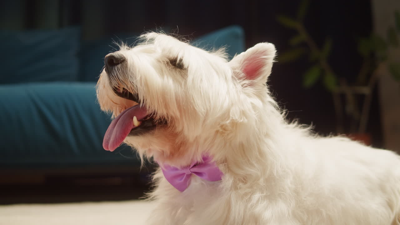 Close-up of a white Westie dog panting with a pink bow tie