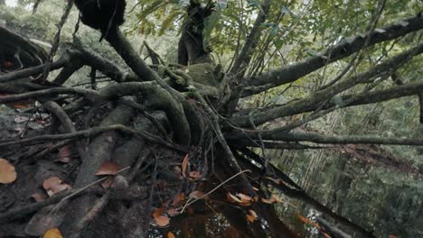 grandes raíces de árboles en un arroyo en el bosque - fpv
