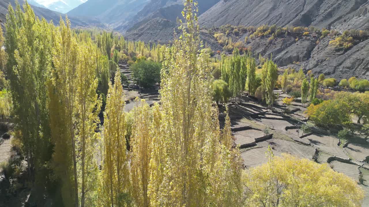 vista de perfil de los altos árboles verdes y amarillos de la ciudad de skardu en pakistán
