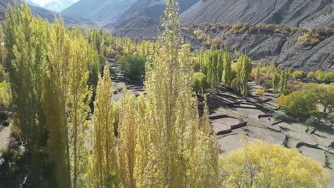 Profile-view-of-tall-green-and-yellow-trees-of-Skardu-city-in-Pakistan