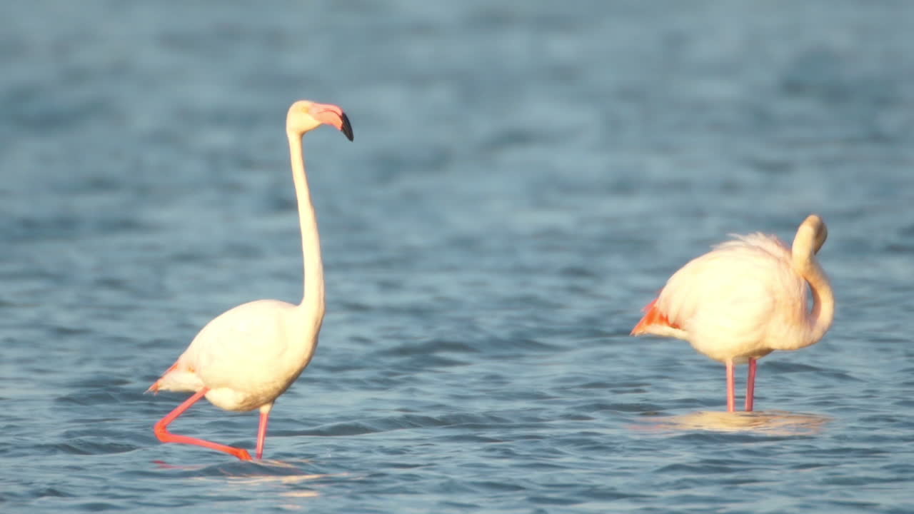 델타 플라밍고 36