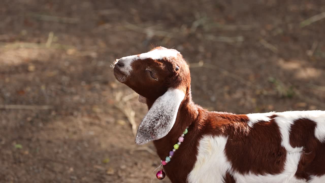 la cabra con el cuello mastica y mira a su alrededor.