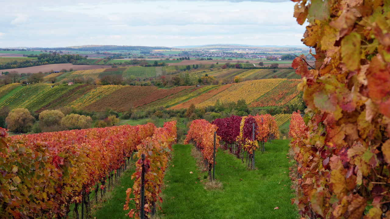Un paesaggio con vitigni autunnali rossi. Le foglie rosse adornano le colline della regione vinicola della Germania meridionale su tutto l'orizzonte