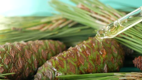 aceite esencial de pino con conos y agujas de pino