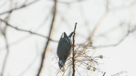 white-cheeked starling bird trying to grab and eat fruit from a tree in tokyo, japan - close up