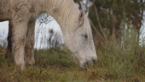 two horses pasturing in the uruguayan countryside, wild and free in his habitat