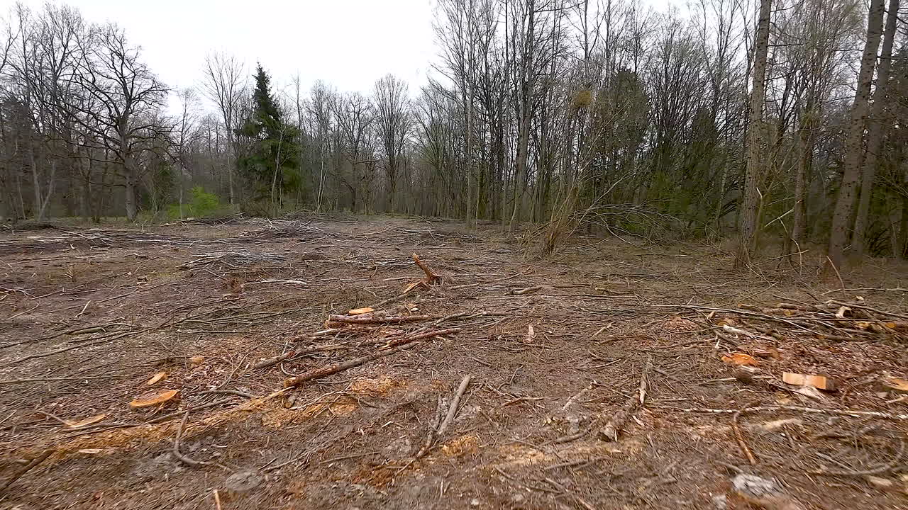 Flatehogst av skog for tømmerindustrien, Warmia, Polen.