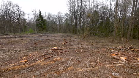 Clearcutting-of-woods-for-timber-industry,-Warmia,-Poland