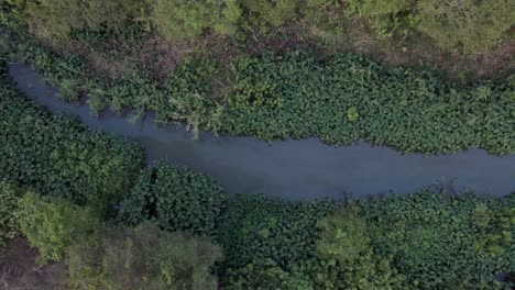 overhead shot of natural swamp middle of green wild nature